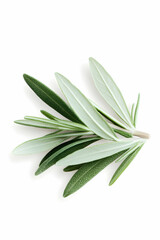 Fresh rosemary sprig on white background, ideal for culinary or cosmetic use