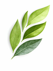 Green leaves arranged artistically on white background; nature, health, freshness concept; ideal for wellness, eco-friendly products