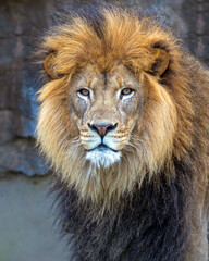 Closeup portrait of a male African lion panthera leo