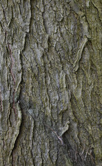 Beautiful close-up of the bark of yucca  elephantipes