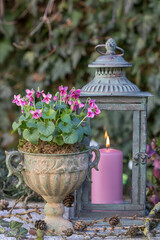 Gartendekoration mit pink Duftveilchen (Viola odorata) und vintage Laterne