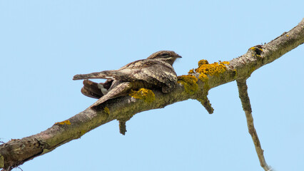 red billed hornbill