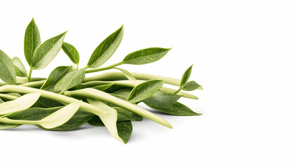 Green leaves, isolated on white background, suitable for health, nature, or wellness websites