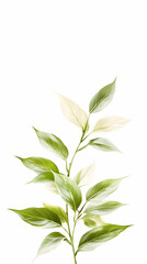 Obraz premium Green leaves sprig, botanical illustration, white background, nature photography; ideal for website banners or greeting cards
