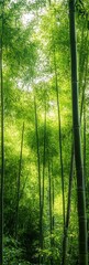 Obraz premium Lush Green Bamboo Forest with Sunlight Filtering Through Tall Trees : Generative AI