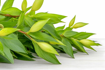 Green lily buds on white wood table, springtime freshness,  perfect for greeting cards or spring themes