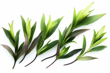 Green plant stems with buds, arranged on white background, for botanical design or nature themed projects