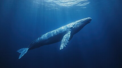 Naklejka premium Majestic blue whale gliding gracefully in the deep ocean.