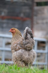Tyrolean chicken (Hen)
