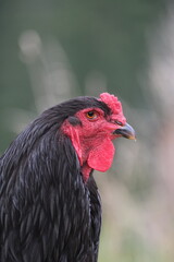 Tyrolean chicken