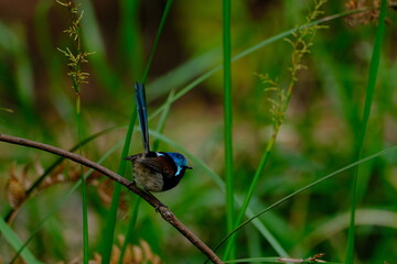 Red Winged Fairywren (Malurus elegans)
