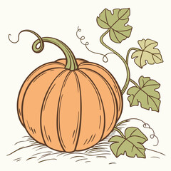 illustration of a pumpkin