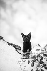 black cat on a wall