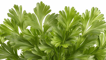 Lush green fern leaves isolated on white background; perfect for nature, botany, or gardening websites, blogs, and publications