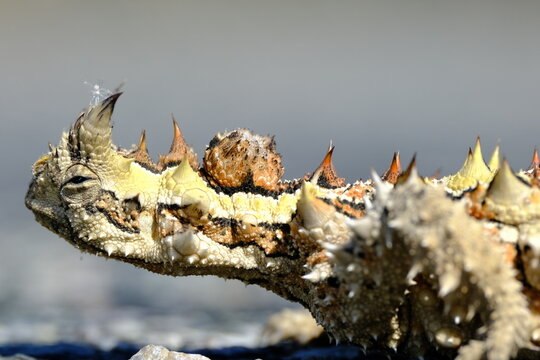 Thorny Devil (Moloch horridus)