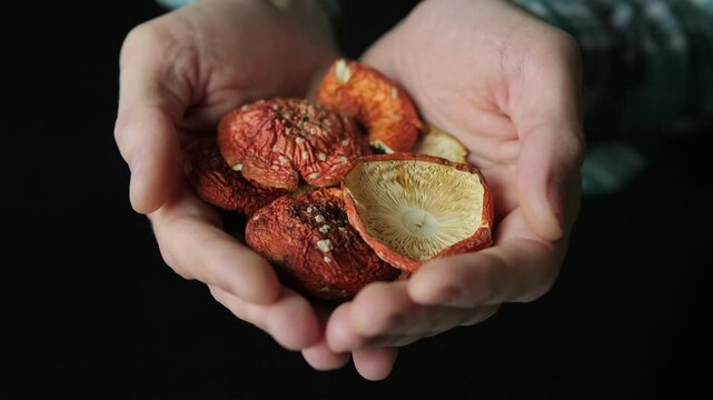 Hands carefully holding dried red fly agaric mushrooms with textured caps, symbolizing microdosing and alternative medicine.