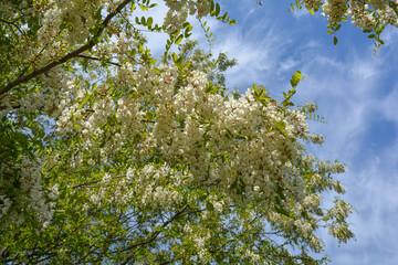 Tree blossom, Robinia pseudoacacia, black locust