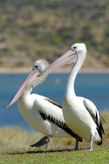 Australian Pelican (Pelecanus conspicillatus)