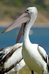 Australian Pelican (Pelecanus conspicillatus)