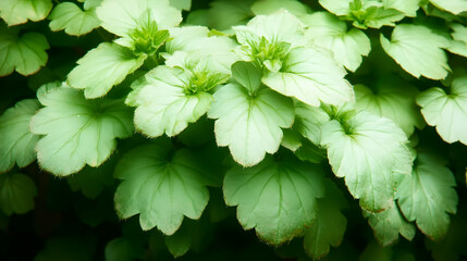 Lush green foliage, close-up view, garden background, perfect for nature or plant-themed designs