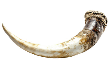 Large, curved natural tusk displayed on a plain background with intricate detailing and a weathered appearance