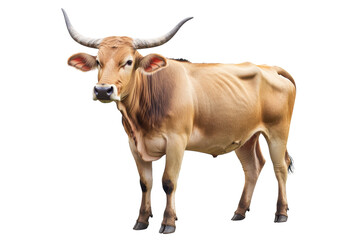 Brown cow standing on plain ground with prominent horns during daytime thrives in rural setting