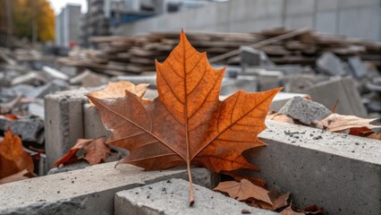 Autumn Leaves A medium closeup of rustcolored leaves caught in a pile of construction debris...