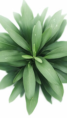 Lush green foliage plant, overhead view, isolated on white, nature background, ideal for botany or gardening websites