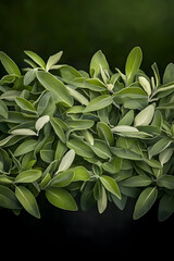 Lush green foliage, vibrant leaves, natural background, garden setting, ideal for nature-themed designs
