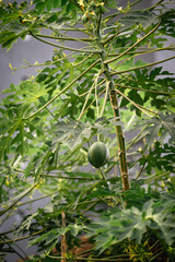 green papaya fruit on tree
