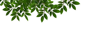 Obraz premium green leaves isolated on white