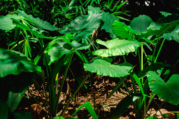 Alocasia macrorrhiza, Elefantenohr, Alokasie Riesenblättriges Pfeilblatt