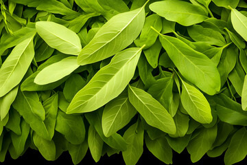 Lush green leaves background; nature, freshness, healthy, vibrant, spring; ideal for food, beauty, or environmental themes