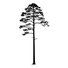 Minimalist black line art of a tall slender South Georgia pine tree The design is simple and elegant with clean thin lines representing the tree trunk and sparse pine
