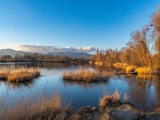 Panorama with Sunset on the Old Rhine with illuminated reeds and bushes on the shore of the lake, sun star and sunset red, impressive colors between autumn and winter