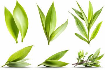 Lush green leaves, various shapes, isolated on white background, ideal for nature, health, and beauty designs