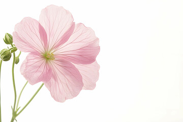 Naklejka premium Delicate Pink Flower with Soft Petals on Minimal White Background