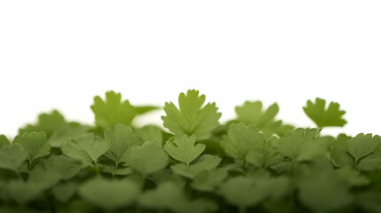 Lush green parsley sprouts closeup against white background, ideal for food blogs and healthy eating websites