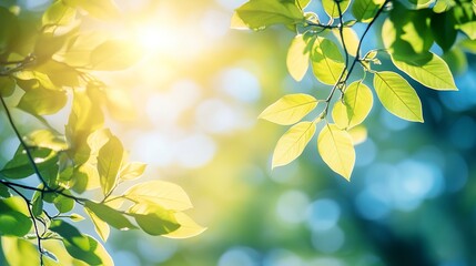Obraz premium Close up view of tree branch with green leaves on a sunny day in nature