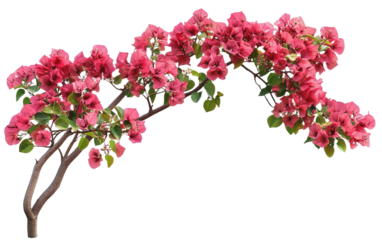 Bush tree flower of bougainvillea isolated on white or transparent background