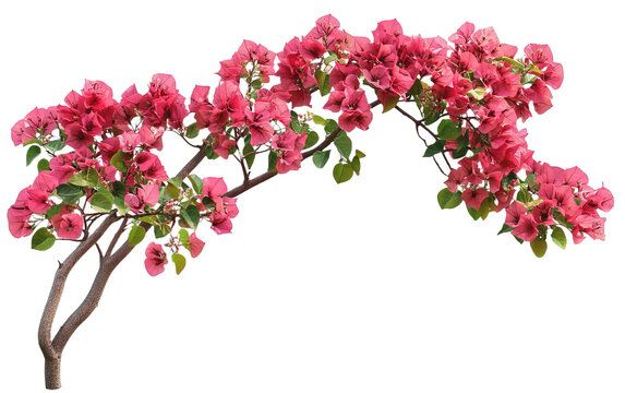 Fototapeta Bush tree flower of bougainvillea isolated on white or transparent background