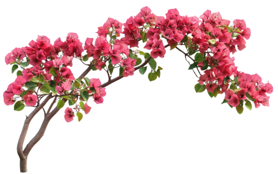 Bush tree flower of bougainvillea isolated on white or transparent background