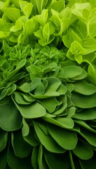 Naklejka premium Lush green succulent leaves close-up, vibrant texture, botanical garden setting, nature background, ideal for wellness or nature-themed designs
