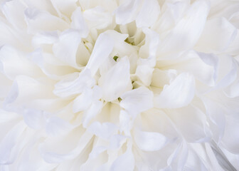 Abstract macro of a chrysanthemum blossom
