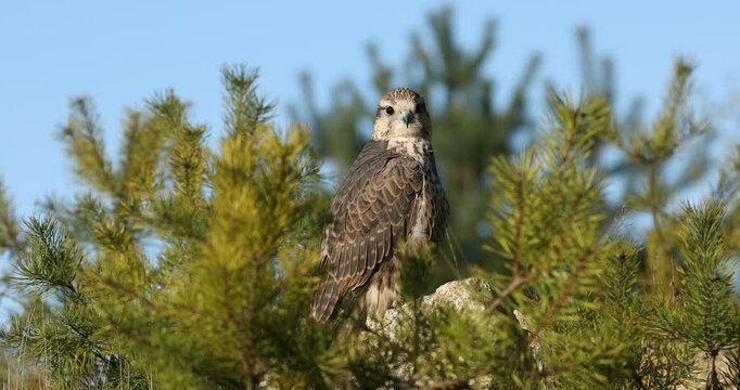 Portrait of falcon. Hunting saker falcon, Falco cherrug, perched on rock cliff, watching for prey. Bird of prey in landscape with pine trees. Majestic raptor. Bird natural behavior. Wildlife nature.