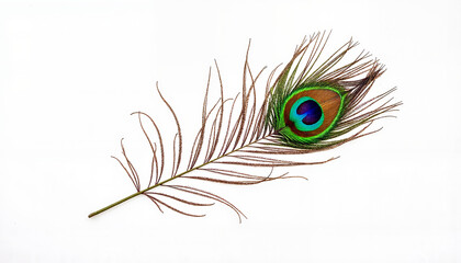 Obraz premium Single peacock feather on white background