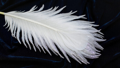 Obraz premium White glittery feather on dark velvet background