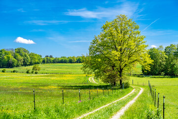 Idyllischer Feldweg lädt zum Wandern ein im Leutstettner Moos nahe Starnberg