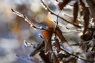 Ein Blatt im Winter mit Raureif im Gegenlicht der Sonne