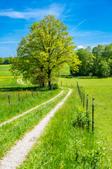 Wanderweg durch das Leutstettener Moos nahe Starnberg in Oberbayern
